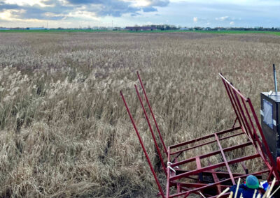 Zdjęcie z wykosu trzciny