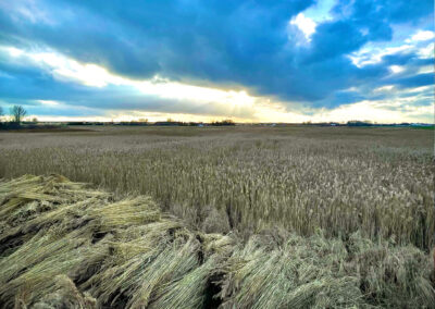 Zdjęcie z wykosu trzciny