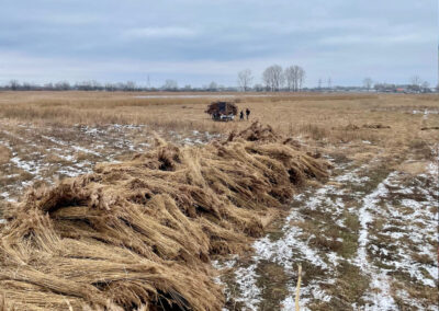 Zdjęcie z wykosu trzciny