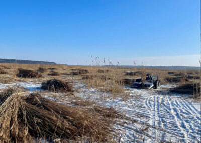 Zdjęcie z wykosu trzciny