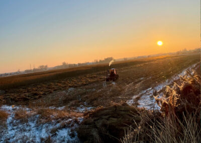 Zdjęcie z wykosu trzciny